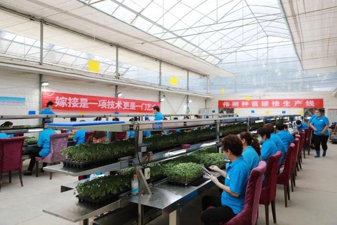 喜報！山東六家單位榮膺“全國巾幗現代農業科技示范基地”，引領技術推廣服務新風尚